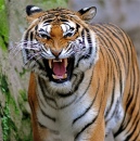Tiger-Angriff